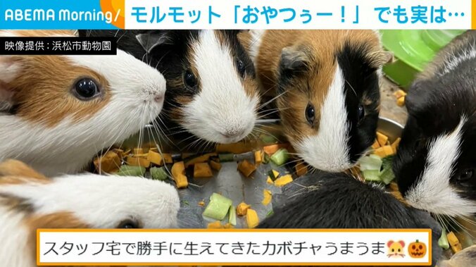 “勝手に生えてきた”カボチャに飛びつくモルモットたち