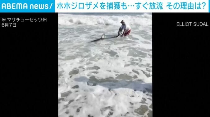 ホホジロザメ