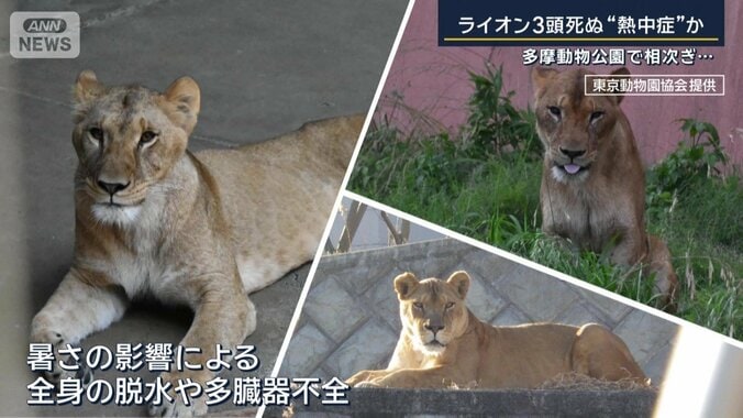 ライオン