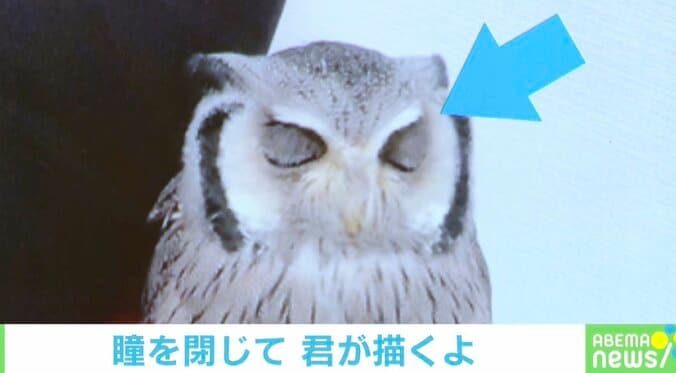 「どっちもかわいい」“睡眠中”と“まばたき”は違う？ フクロウの比較画像に相次ぐ反響 1枚目