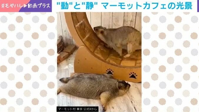 マーモット