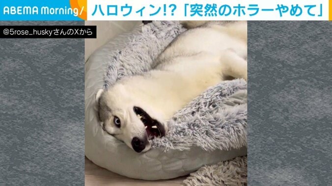 シベリアン・ハスキーのロゼくん（2歳）