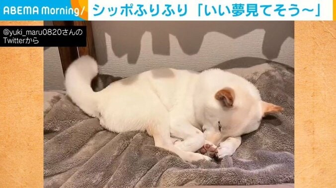 スヤスヤ寝ながら“しっぽフリフリ” 柴犬の愛おしい姿に「夢の中でも可愛がられとるんか」悶絶の声 1枚目