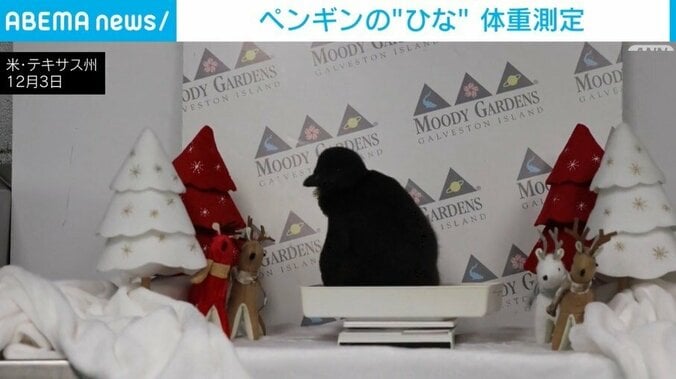 ペンギンのひな