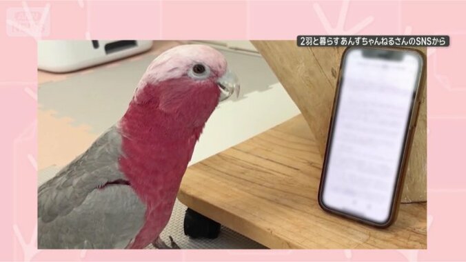 あっ、スマホだ