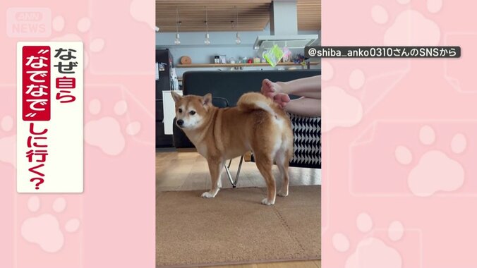 なぜ自ら“なでなで”してる？