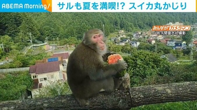 野生のサルも夏を“満喫” スイカを丸かじりして堪能 1枚目