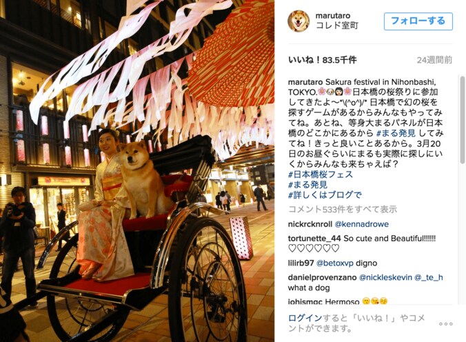 柴犬まる「まるくなってみたワン」可愛すぎて海外ファンからラブコールが止まらない 2枚目