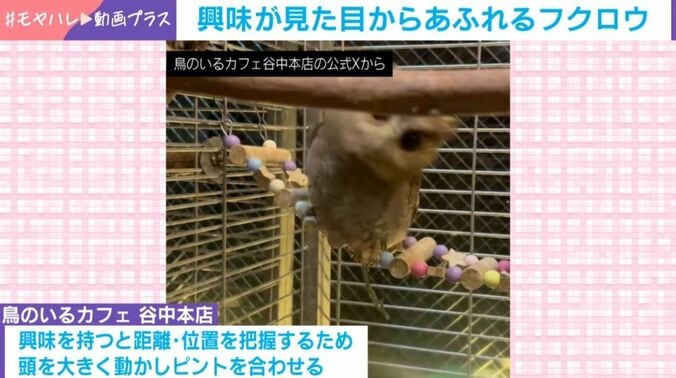 インドオオコノハズク