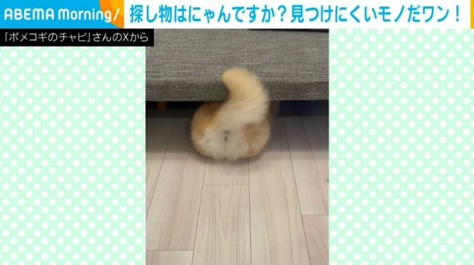 チャビちゃん