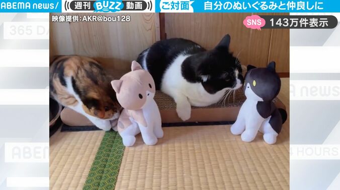 自分にそっくりの“ぬいぐるみ”に遭遇した猫2匹、可愛すぎるリアクションが話題に「ナゼ私が目の前に？？」 1枚目