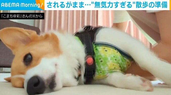 コーギーのこまちちゃん（5歳）