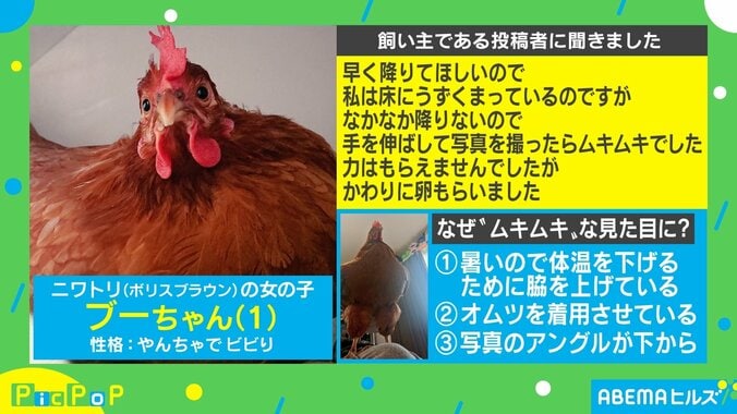 「後ろで手組んでる」「無敵感」“ムキムキ”な生き物のアングルがネット上で話題 2枚目