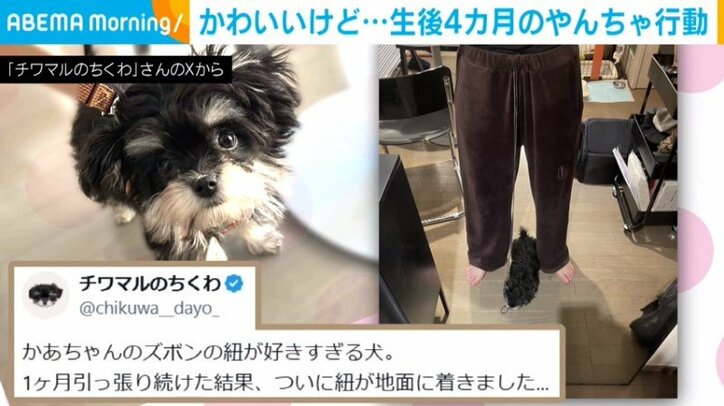 犬のちくわちゃん（生後4カ月）