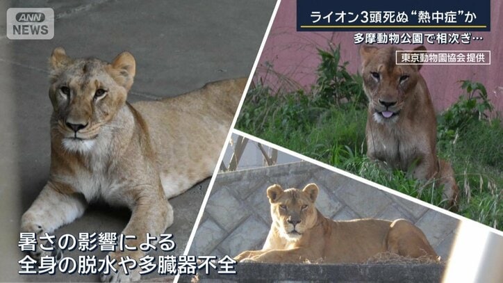 ライオン
