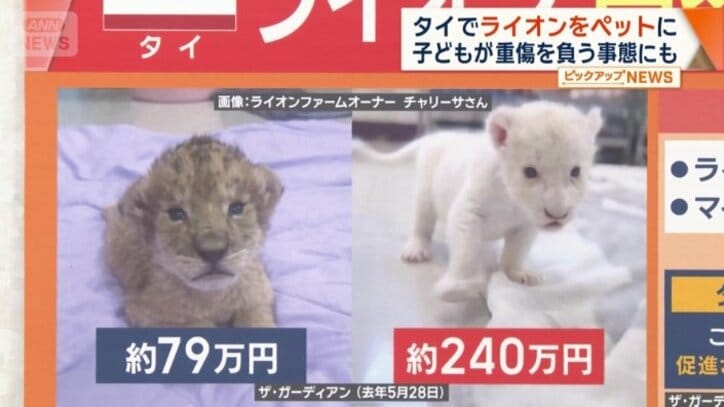 人気の高い白いライオン　約240万円