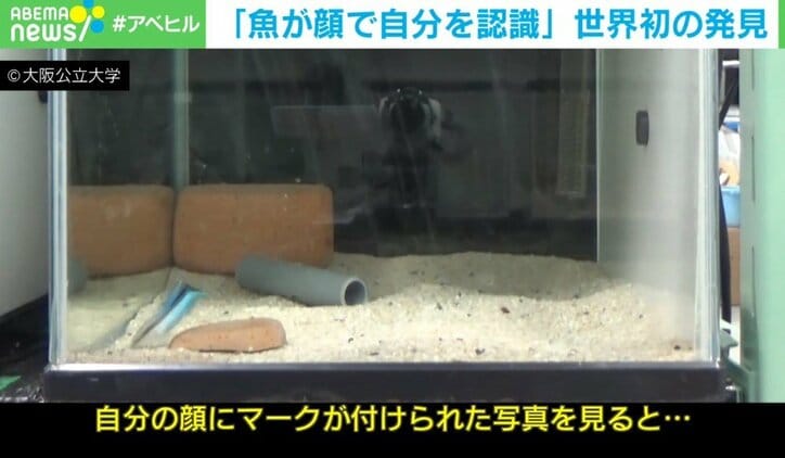 「魚も容姿を気にする?」世界初の発見 自己認識=心も存在?