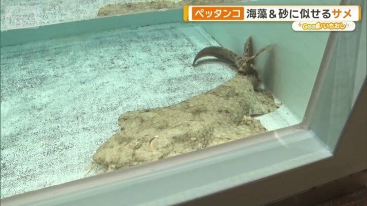 タッセルドウォビゴング