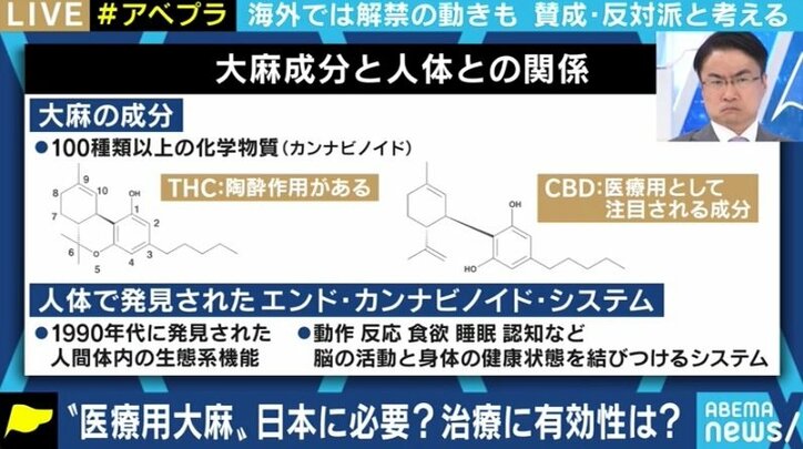 所持での検挙数が過去最多…日本でも「医療用大麻」を認めるべきなのか?賛成派・反対派の意見は
