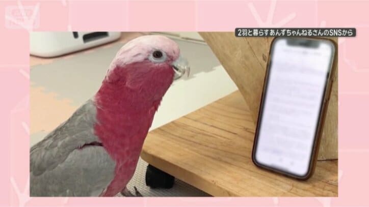 あっ、スマホだ