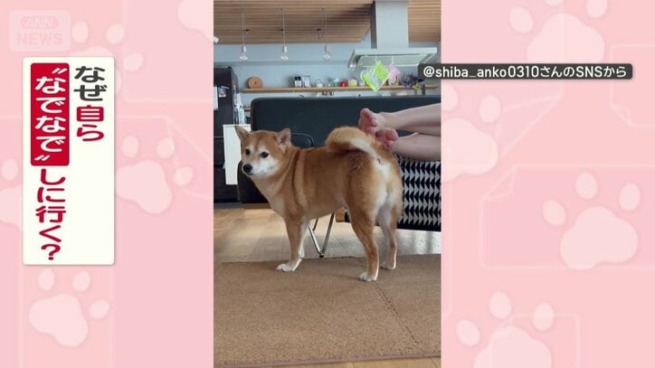 なぜ自ら“なでなで”してる？