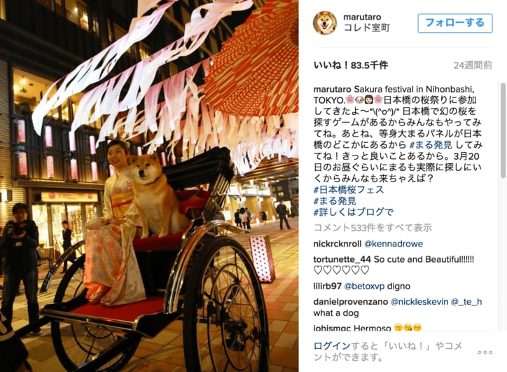 柴犬まる「まるくなってみたワン」可愛すぎて海外ファンからラブコールが止まらない