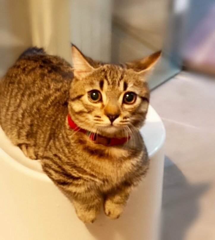 藤原紀香、入浴中に“ガン見”してくる愛猫に困惑「のぼせそうになります」