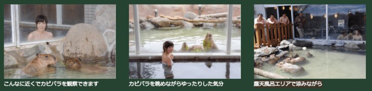 カピバラと混浴？　那須にある露天風呂が斬新すぎて、風呂どころじゃない