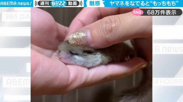 うっとりとした瞳にフワフワの毛並み…まるで“餅”のような小動物ヤマネ、質感が全力で伝わってくる動画が可愛すぎると話題に