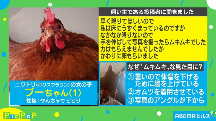 「後ろで手組んでる」「無敵感」“ムキムキ”な生き物のアングルがネット上で話題