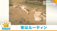 【映像】ゴロゴロ、クネクネ 豪快に砂浴びするアルパカたち