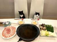 藤あや子『昨日の晩ごはん』