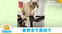 【映像】自転車に乗ってトレーニングする猫
