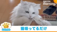 【映像】猫のローアングルを楽しむ投稿主の妻