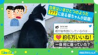 【映像】“驚きの場所”でくつろぐ猫