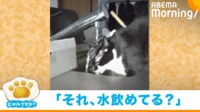【映像】水を上手に飲めず頭から水を被る“天然”な猫（驚いたあとの様子も）