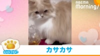 【映像】袋のカサカサ音が気になる猫