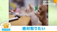 【映像】テーブルの上のパンを取ろうとする弟犬(交代して取ろうとする兄犬の姿も)
