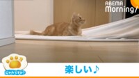 【映像】“魔法のじゅうたん”気分で遊ぶ猫