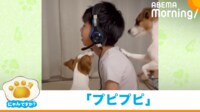 【映像】“謎の音”の解明に挑む犬たちの興味津々な姿