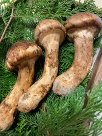 渡辺徹『松茸をめぐる攻防』