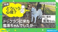 “犬見知り”全開の柴犬…表情が切ないと話題