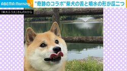 柴犬の器用すぎる舌に驚き “噴水の型”・“心電図の型”披露に「奇跡の瞬間」「そんな型になるの?!」と反響続々