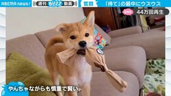 「待て（ない…）」生後3カ月の柴犬が“待て”の練習中に…「ソワソワっぷりが愛おしい」と話題