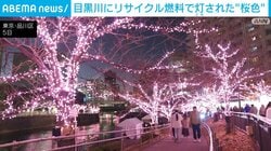 東京・目黒川にリサイクル燃料で灯された“桜色”