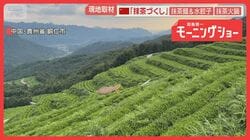 中国産も“宇治抹茶”名乗り販売　貴州省の「抹茶の町」取材、火鍋にテーマパークまで