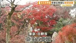 新宿高層ビルと紅葉を一望　標高140m見晴台の額縁ショット