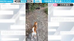 愛犬との散歩中にまさかの野生のイノシシに遭遇！ 興味を持つ柴犬にイノシシは…飼い主が撮影した映像がSNSで話題に