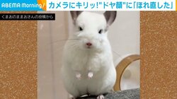 回し車で遊ぶチンチラ 降りた直後に見せた“ドヤ顔”に「かっこいい!!」「見とれる」と反響続々