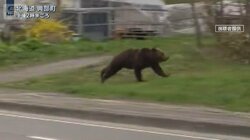 北海道・国道沿いに“2mヒグマ”出没　今後“繁殖期”で行動活発化に警戒